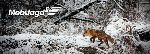 Mobijagd - Logo auf einer Winterlandschaft mit einem Fuchs